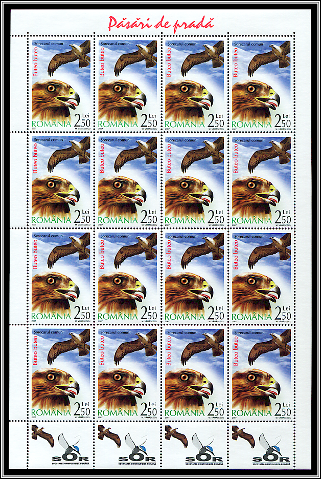 Common Buzzard (Buteo buteo) MS Type II