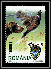 Common Pheasant