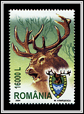 Red Deer