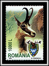 Chamois