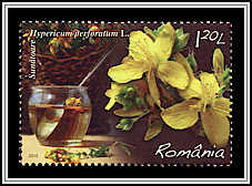 Saint John's Wort
