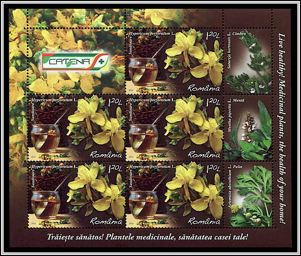 Saint John's Wort (Hypericum perforatum)