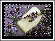 Lavender