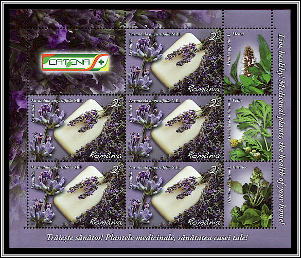 Lavender (Lavandula angustifolia)