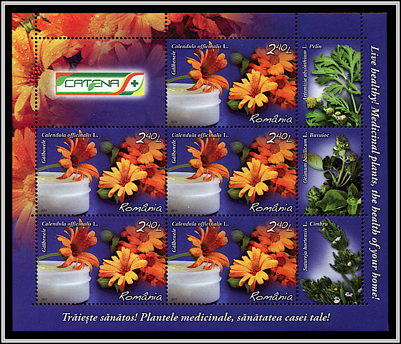 Marigold (Calendula officinalis)