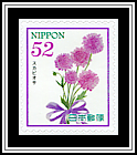 Scabiosa