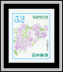 Moss Phlox