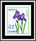 Japanese Irises