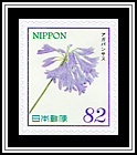 Agapanthus