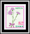 Carnations