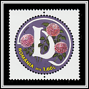 Garden Dahlia