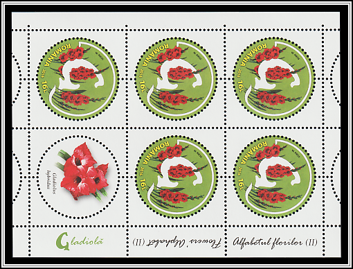 Garden Gladiola (Gladiolus hybridus)