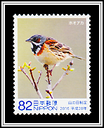 Chestnut-eared Bunting