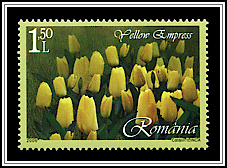 Yellow Empress