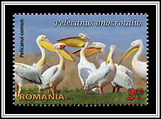 Great White Pelican