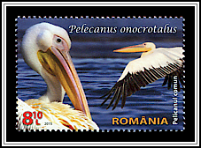 Great White Pelican