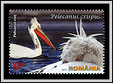 Dalmatian Pelican