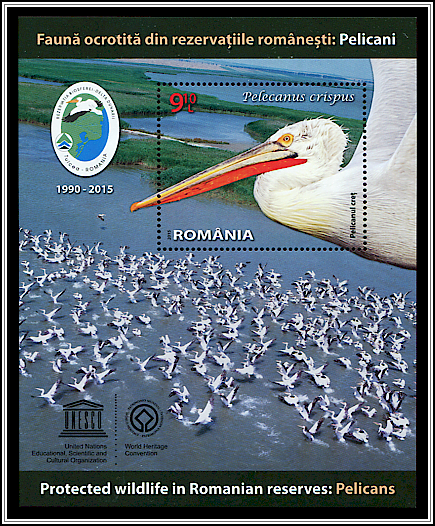 Dalmatian Pelican (Pelecanus crispus)