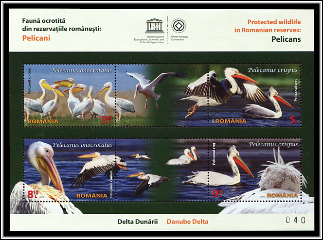 Great White & Dalmatian Pelicans