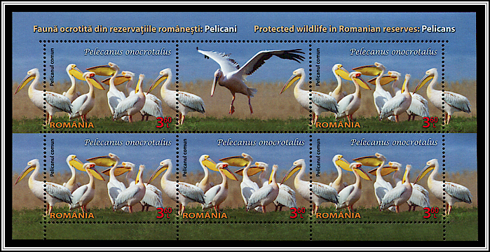 Great White Pelican (Pelecanus onocrotalus)