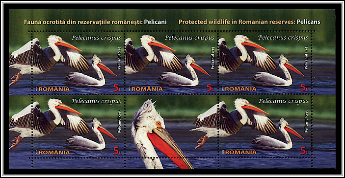Dalmatian Pelican (Pelecanus crispus)