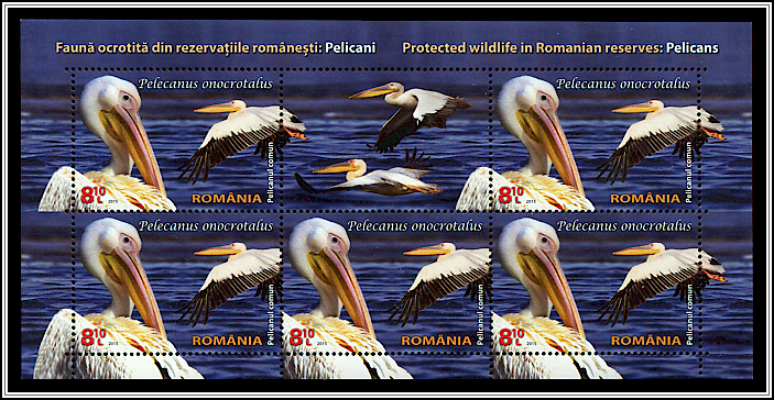 Great White Pelican (Pelecanus onocrotalus)