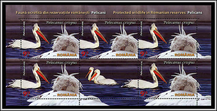 Dalmatian Pelican (Pelecanus crispus)