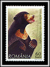 Sun Bear