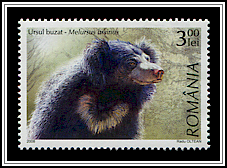 Sloth Bear