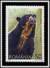 Spectacled Bear