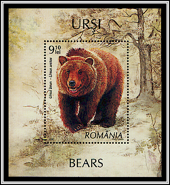 Brown Bear (Ursus arctos)