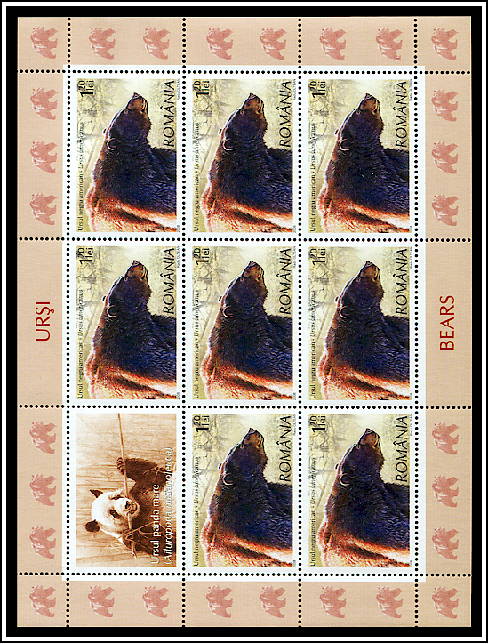 American Black Bear (Ursus americanus)