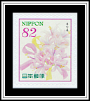 Nerines