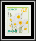 Narcissus