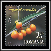 Common Sea Buckthorn