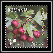 Common Hawthorn