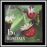 European Strawberry