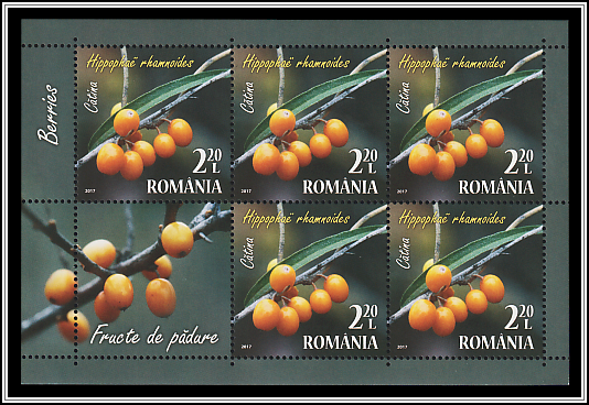 Common Sea Buckthorn (Hippophaë rhamnoides)
