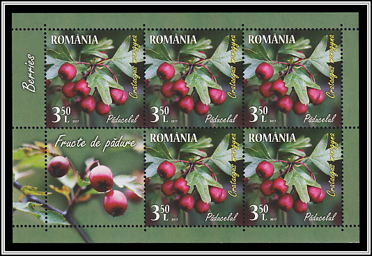 Common Hawthorn (Crataegus monogyna)