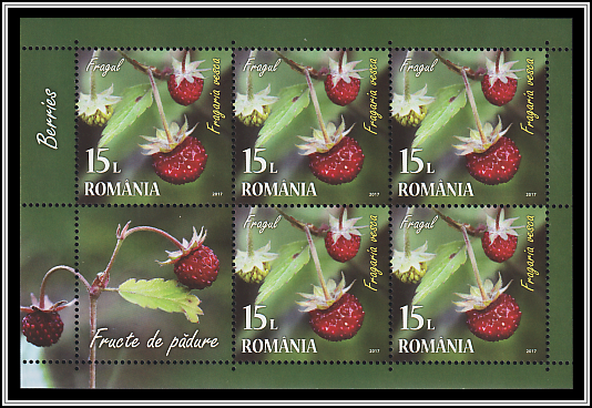 European Strawberry (Fragaria vesca)
