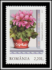 Ivy-leaved Pelargoniums