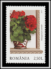 Red Zonal Pelargoniums