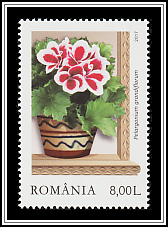 English Pelargoniums