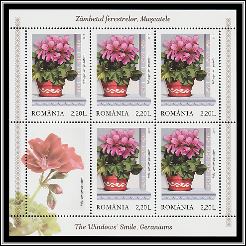 Ivy-leaved Pelargoniums (Pelargonium peltatum)