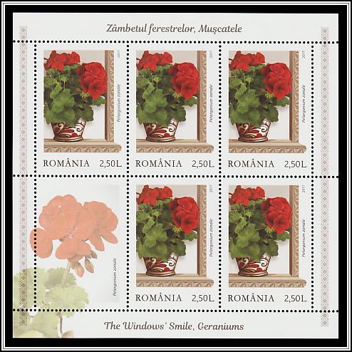 Red Zonal Pelargoniums (Pelargonium zonale)