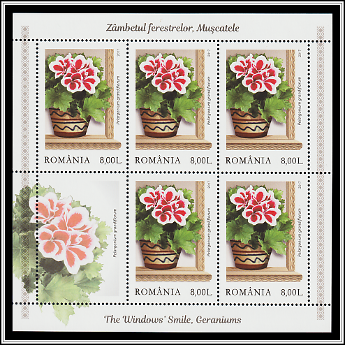 English Pelargoniums (Pelargonium grandiflorum)