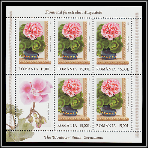 Pink Zonal Pelargoniums (Pelargonium zonale)