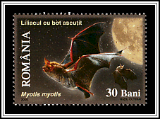 Greater Mouse-eared Bat (Myotis myotis)