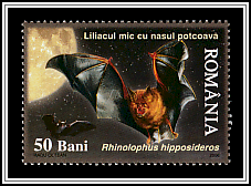 Lesser Horseshoe Bat (Rhinolophus hipposideros)