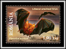 Brown Long-eared Bat (Plecotus auritus)